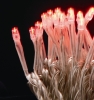 (Pro仕様高品質大量購入用特価)LED100球ストレートタイプ(赤)W-LED100ECR(防滴型/スケルトンコード/連結コネクター付/無点滅)