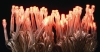 (Pro仕様高品質大量購入用特価)LED100球16IC付タイプ(アンバー)PRO-W-LED16IC100ECA(防滴型/スケルトンコード/連結コネクター付/16パターン点滅)